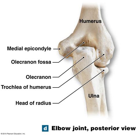 Anatomy Of The Elbow Joint Posterior Elbow View And Anterior Elbow View