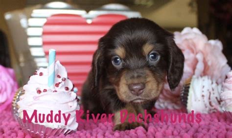 Maybe you would like to learn more about one of these? Akc miniature longhair dachshund puppies in 2020 | Dachshund puppy miniature, Dachshund puppies ...