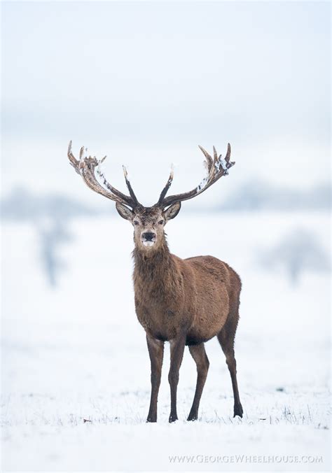 Red Deer In Snow Four More Photos From The Snow On