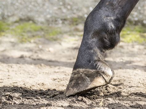 Caring For Your Horses Feet Essential Hoof Care