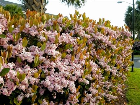 How To Grow And Care For Indian Hawthorn On A Balcony Balcony Boss