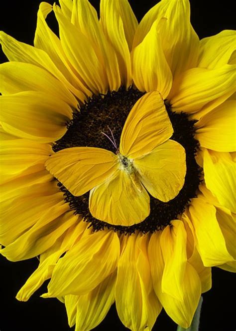 Yellow Butterfly On Sunflower Pinteres