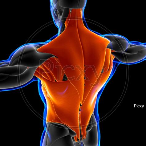 Torso Muscle Anatomy Understanding The Back Muscles Anatomy Of The