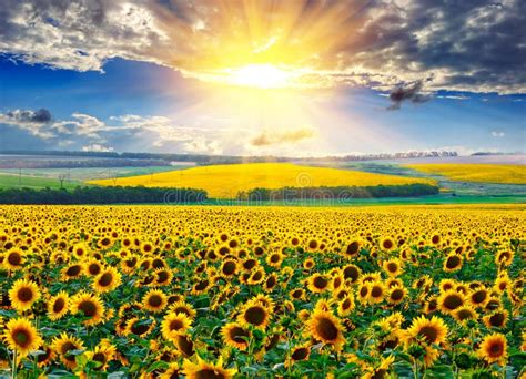 Sunflower Field At The Morning Stock Image Image Of Morning Skyline