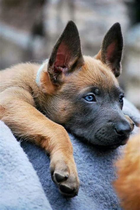 Belgian Malinois Puppy ~ Pet Pics I Like ~ Group Board Pinterest