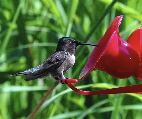 August Events Celebrate Hummingbirds Daily Southtown
