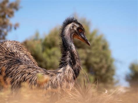 How Long Do Emus Live Emu Lifespan Birdfact