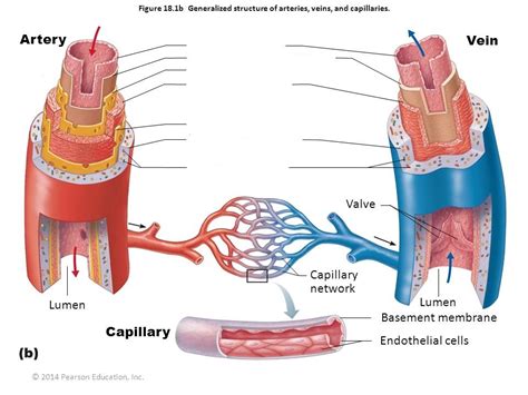 Arteries are components of the cardiovascular system. Wiring And Diagram: Diagram Of Veins Arteries And Capillaries