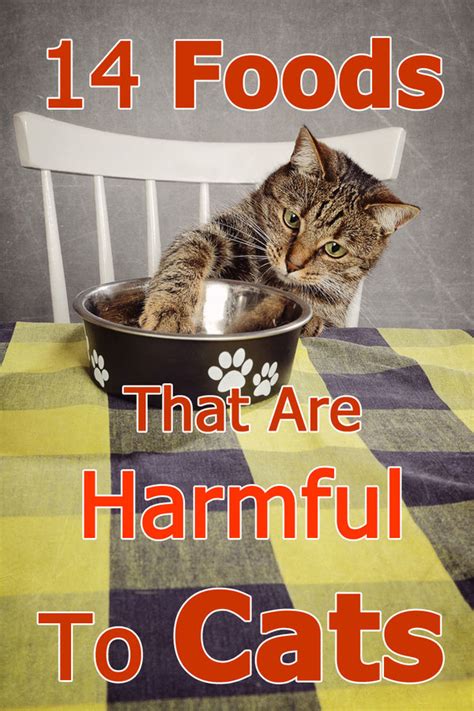 Common Foods That Are Harmful To Cats Thecatsite Articles