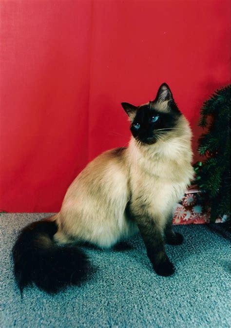 The fact that the balinese does not have an. Pin by HuggyTeam on BALINESE CAT | Long haired kittens ...