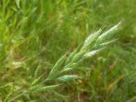 Grasses At Gunnersbury Triangle Obsessedbynature