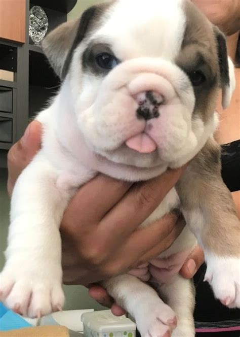 Miniature English Bulldog Puppies For Sale Centreville Va 264173