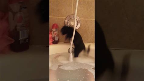 Cat Falls In Bathtub Youtube