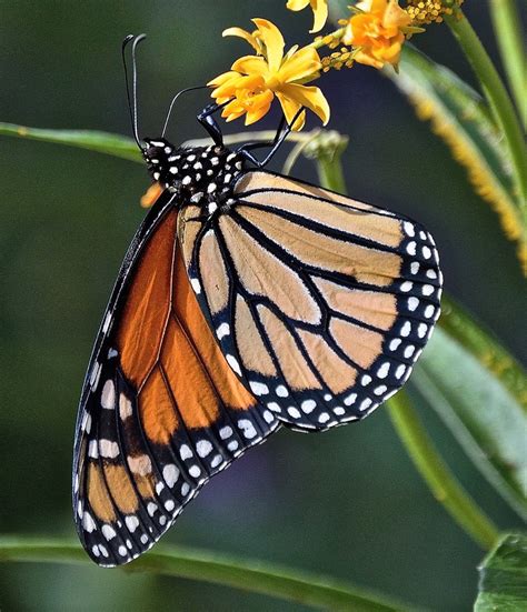 Monarch Butterfly Danaus Plexippus Acezandeightz Flickr