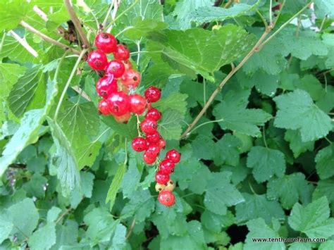 Growing Currants In The Edible Landscape How To Use Them Tenth Acre