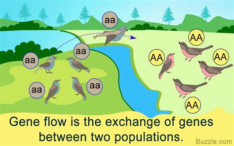 Gene Flow Definition And Examples Science Teaching Resources Biology