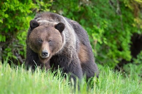 Are There Grizzly Bears In Rocky Mountain National Park