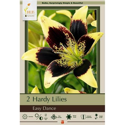 Easy Dance Asiatic Lily 2 Bulbs Yellow And Maroon 1416cm