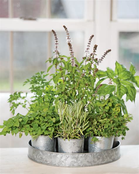 Galvanized Herb Planters With Round Tray