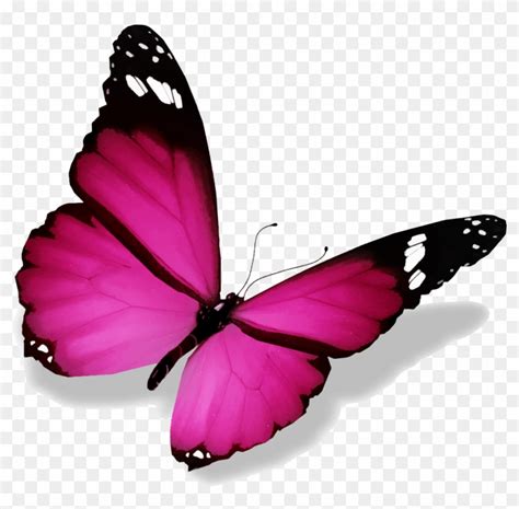 Image De Papillon Imagenes De Mariposas Animalitos Schmetterling Png