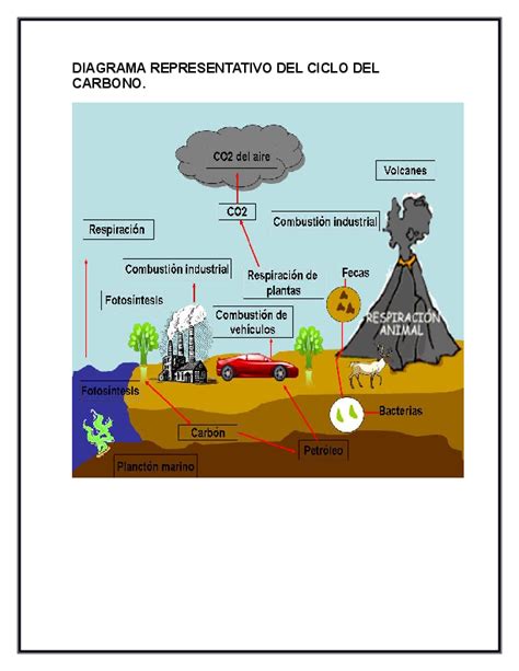Esquema Del Ciclo Del Carbono