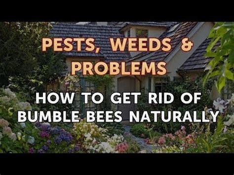 I have to mention though, this is the most expensive option of. How to Get Rid of Bumble Bees Naturally - YouTube