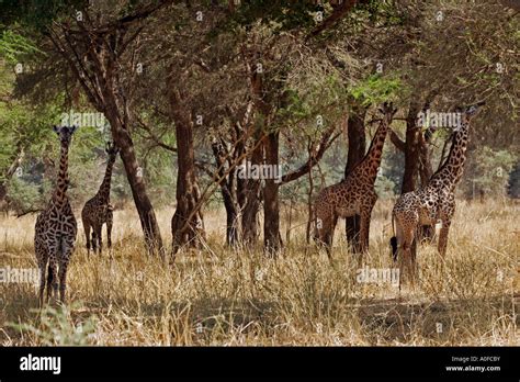 Ruaha National Park Tanzania Miombo Woodland Herd Of Masai Giraffe