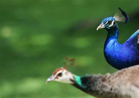 Free Peacock Male 1 Stock Photo