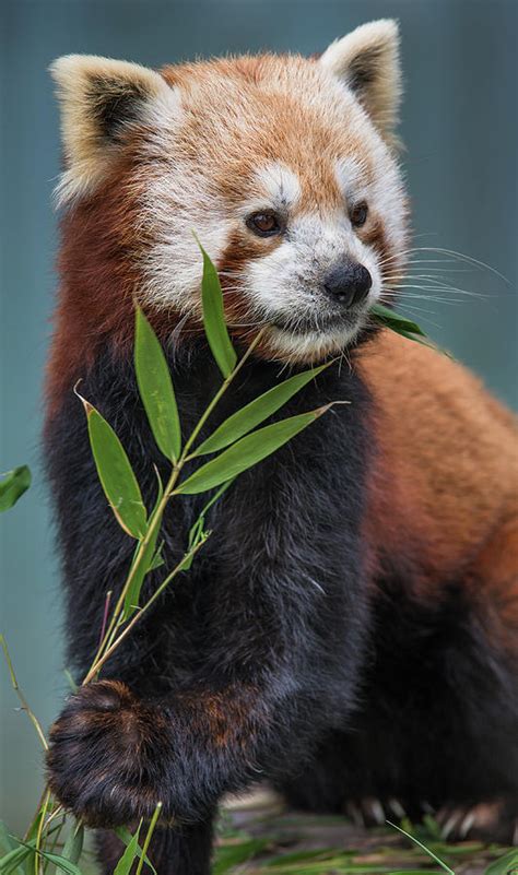 Portrait Of A Curious Red Panda Photograph By Greg Nyquist Fine Art