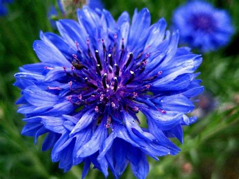Bluebottle Or Boutonniere Flower Hurtsickle Cyani Flower Bachelor