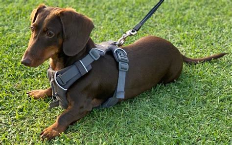 Best Dachshund Harnesses Tips Recommendations And Reviews