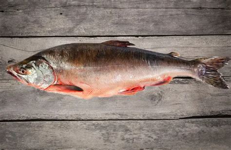 Pink Salmon Description Habitat Image Diet And Interesting Facts