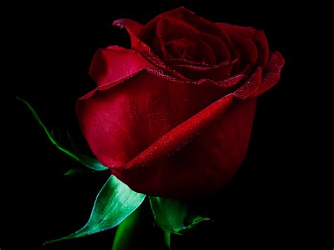 Download Single Red Rose Wallpaper Background By Charlesl85 Single