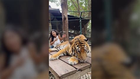 Gotcha Tiger Slaps Away Tourist With Its Tail Twice At A Zoo In Thailand
