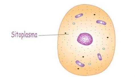 Pengertian Sitoplasma Fungsi Struktur Dan Bagian Bagian Sitoplasma