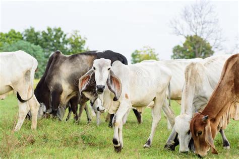Cows Are Walking And Eating Grass In A Field Stock Image Image Of