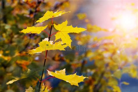 Maple Branch With Yellow Autumn Leaves In The Forest Against The Sun