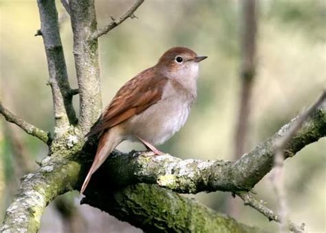 Common Nightingale By Unspecified Birdguides