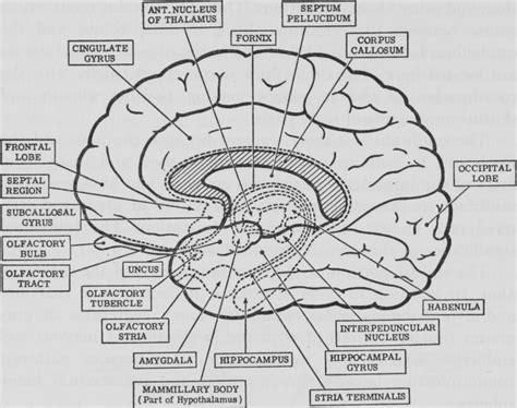 Download Psychology Brain Anatomy Coloring Page Sketch Coloring Page | Anatomy coloring book, Writing ...