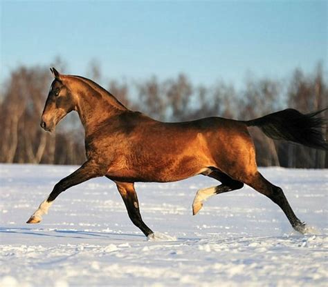 Akhal Teke Stallion Khair Photo Artur Baboev Golden Horse Akhal