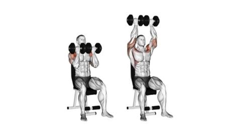 Dumbbell Overhead Press Muscles Worked