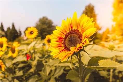 Jelajahi koleksi gambar png umum bunga matahari xcf desktop wallpaper kami yang luar biasa. Terbaru 24+ Wallpaper Bunga Matahari Foto - Koleksi Bunga HD
