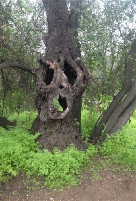 15 Incredible Trees That Will Make You Look Twice Weird Trees