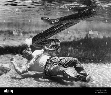 Anacondas Snakes Snakes Animals May 23 1955 Photo By Mozert