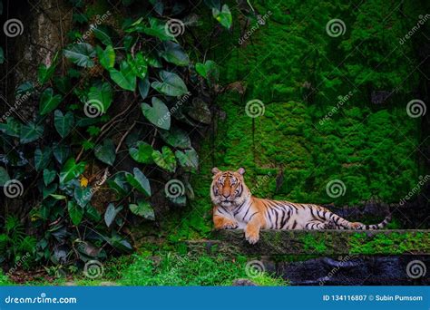 Bengal Tiger Resting Near With Green Moss From Inside Jungle Zoo Stock