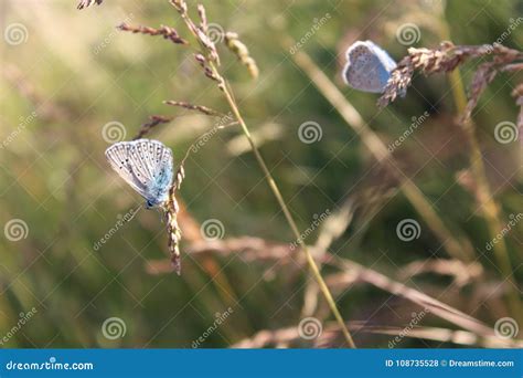 Butterflies In The Field Summer Sunset Stock Photo Image Of Clear