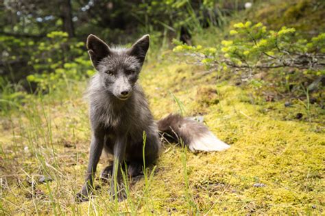 Foxes Of San Juan Island Washington Nick Botner