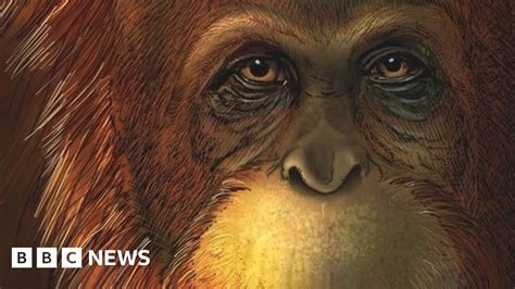 Secrets Of The Largest Ape That Ever Lived Bbc News