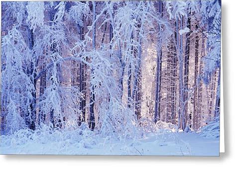 Snowy Forest Photograph By Ulrich Kunst And Bettina Scheidulin