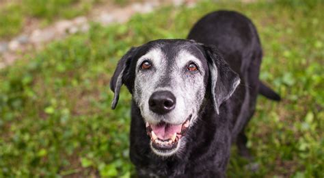 Cane Anziano Guida Completa Per La Sua Salute Arcamagazine